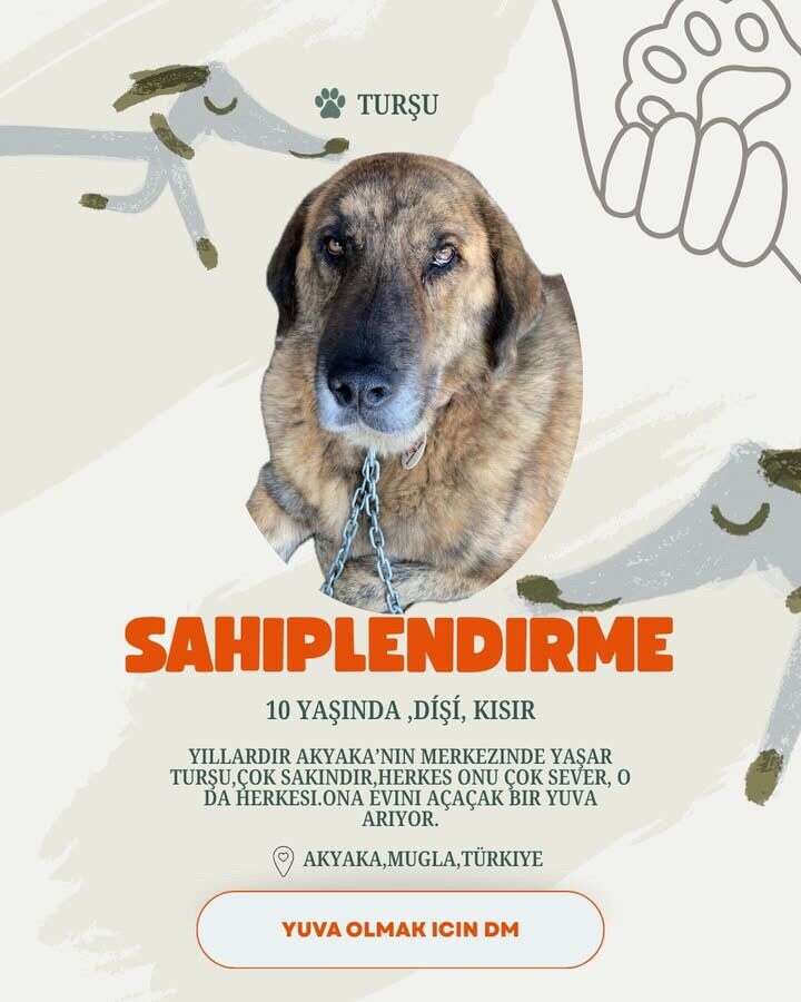Akyaka’da 20 Köpek Yuva Bekliyor: Hayvanseverlerden Sahiplenme Çağrısı 2